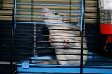RAT 001